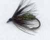 Black Peacock Spider size 14