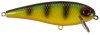 Orange Belly Perch