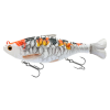 Koi Carp