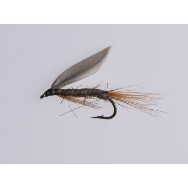 Gold-Ribbed Hares Ear 12 stk. 