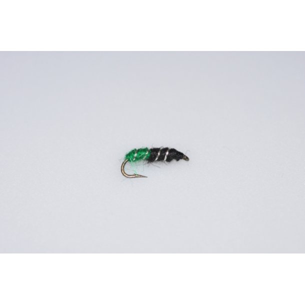 SL Pupa