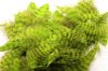 Chartreuse