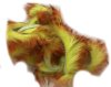 Tiger Barred Rabbit Strips Orange / Black over Fl Yellow Chartreuse