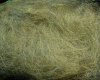 Salmon Smolt