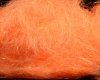 Spot Prawn