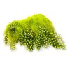 Chartreuse