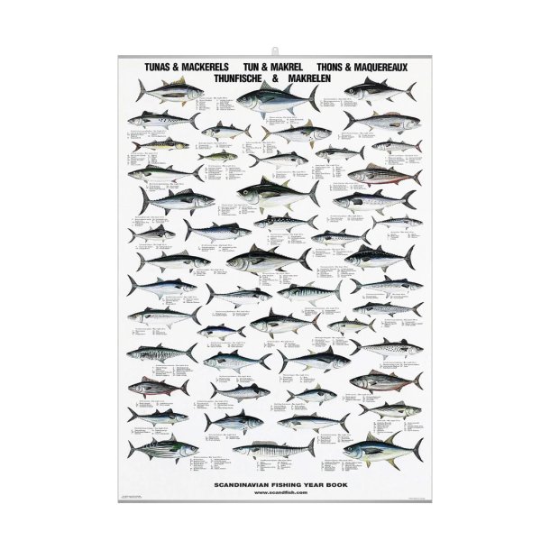 Plakat m. Tun og Makrel 70x100cm