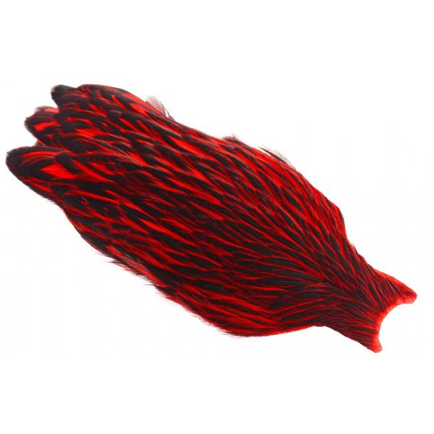 Whiting American Hen Cape Black Laced Black/Red