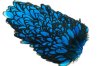 Black/Kingfisher