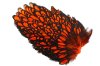 Black/Orange
