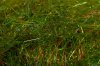GrassHopper	